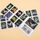 U.S. 2021 Wild Orchids Framed Forever Stamps